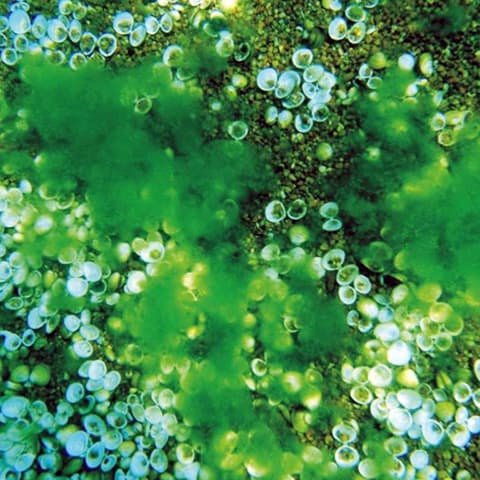 algae