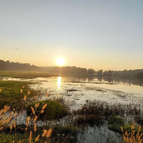 Artificial wetlands can protect water quality, research shows