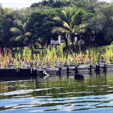 Floating gardens could offer a beautiful fix for polluted water