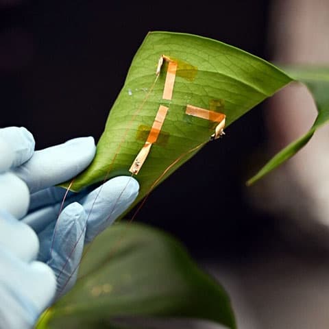 Plants need water? Breakthrough sensor measures leaf hydration in real time
