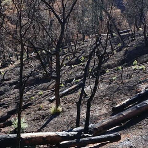 As wildfires burn, rainfall can strip oxygen from rivers, killing fish