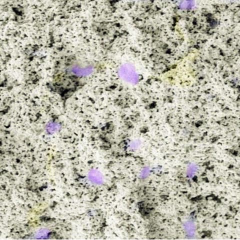 New 'permanently wet' coating method could transform wastewater treatment by helping bacteria survive better