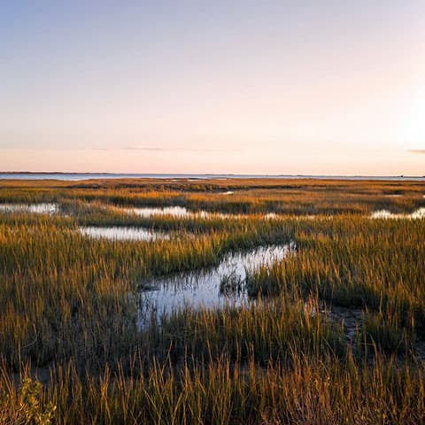 A plan to preserve wetlands without stopping development