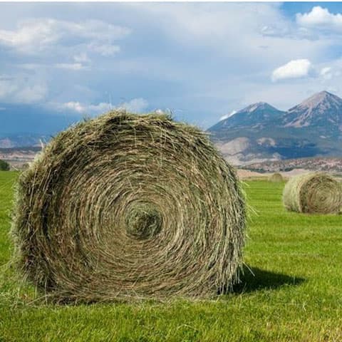 Mountain hayfields can filter nutrients and support clean water, study says