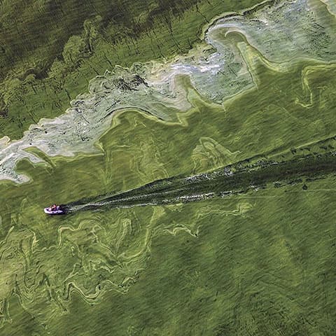 Toxins from freshwater algae blooms can go airborne