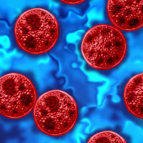WEF addresses cyclospora outbreak through science and collaboration